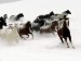 koně běžící ve sněhu